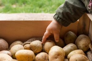 Во Владимирской области из-за жары подорожают помидоры и картофель