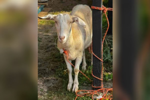 Житель Коврова спас потерявшуюся козу