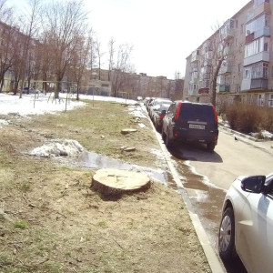 В Кольчугино произошло нашествие ясеневой златки