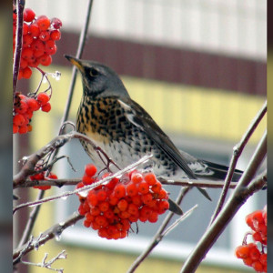 Жители Владимирской области рассказали о массовом нашествии свиристелей