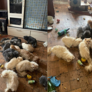 Во Владимире 25 кошек оказались без еды и взаперти после смерти хозяйки