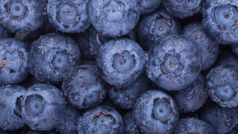 Во Владимирскую области завезли 5980 саженцев белорусской голубики