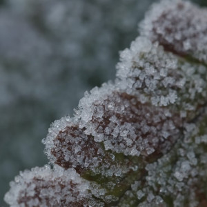 Во Владимирской области рабочая неделя начнется с мороза