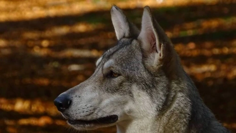 Во Владимирской области выявили 8 очагов бешенства за месяц 
