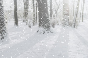 Во Владимирской области выходные закончатся снегом 