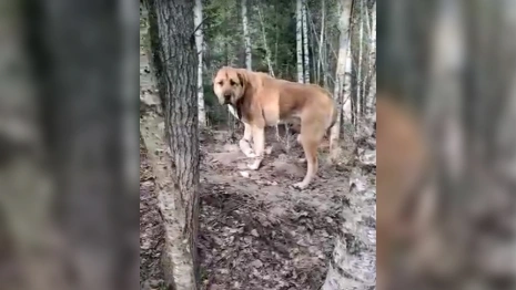 Во Владимирской области в лесу бросили алабая со связанными лапами