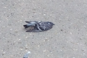 В Юрьев-Польском массовая гибель голубей дошла до территории мясокомбината