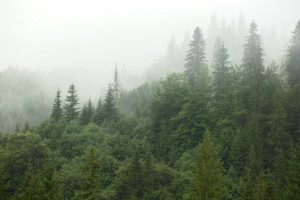 Владимирская область получит 71 млрд до 2030 года на сохранение лесов