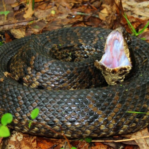 Во Владимирской области змея укусила ребенка