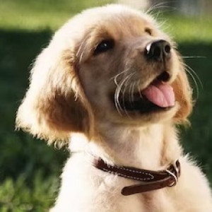 История с повешенной собакой в Муроме не обернулась уголовным делом