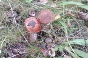 Жителей Владимирской области предупредили об опасности отравления грибами