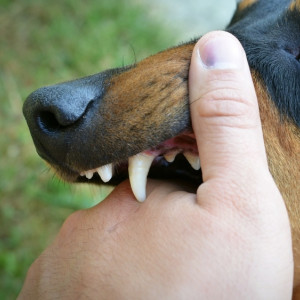 Жительница Владимира отсудила у хозяев напавших на нее собак 140 тыс. рублей