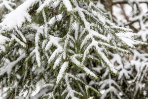 Прогноз погоды во Владимире и области на 15 октября