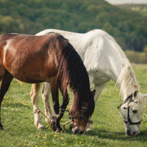 Флор и Лавр: что можно и нельзя делать 31 августа