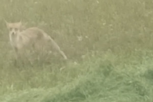 В полях Юрьев-Польского района заметили лису
