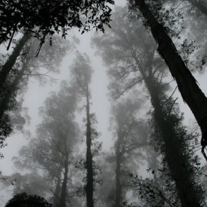 Во Владимирской области в лесу у федеральной трассы нашли завернутый в плед труп