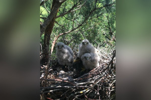 Во Владимирской области сделали редкий снимок птенцов дневного хищника