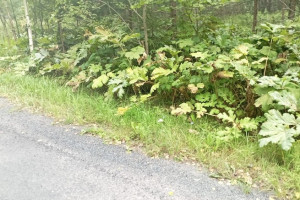 В Юрьев-Польском гендиректора организации наказали за зарастание земель борщевиком