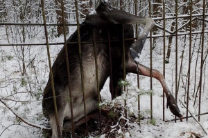 В Киржачском районе погиб зацепившийся за забор лось