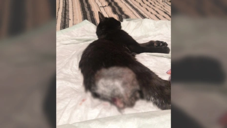 Под Владимиром живодеры смертельно изуродовали домашнего кота