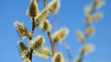 Прогноз погоды во Владимире и области на 25 апреля 2026 года