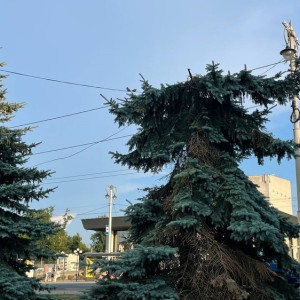 В центре Владимира неизвестные обезглавили голубую ель