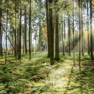 Во Владимире пропавшую 3 дня назад 76-летнюю бабушку нашли живой