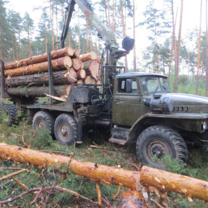 Житель Владимирской области вырубил лес на 630 тыс. рублей