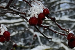 Во Владимирской области ряд населенных пунктов остался без света из-за мокрого снега