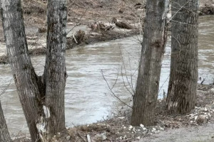 Во Владимире перестанут белить деревья