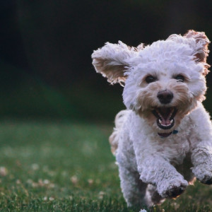 В Кольчугино женщина выкинула собаку с 5 этажа на глазах у ребенка