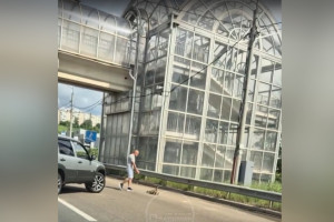 Во Владимире на Пекинке водители спасли семейство уток