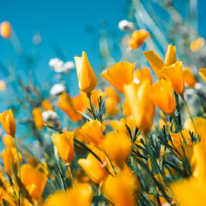 Во Владимирскую область в выходные придет скандинавское лето