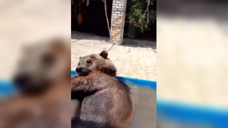 Волгоградский зоопарк показал на видео пойманного в Александровском районе медвежонка