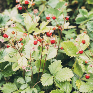 Давид Земляничник: что можно и нельзя делать 9 июля