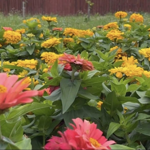 Во Владимире выбрали подрядчика для озеленения города