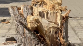 В историческом центре Владимира вандалы спилили молодые деревья