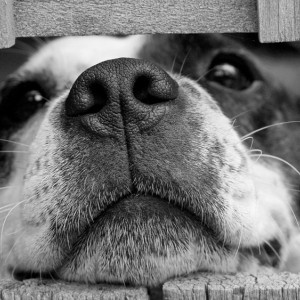 Мэрия Владимира опровергла факт «самоустранения» в проблеме с приютом «Валента»