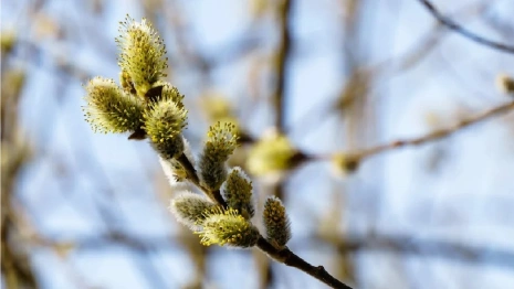 Синоптики дали обнадеживающий прогноз на Пасху во Владимирской области
