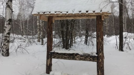 Во владимирских лесах жизнь животных «подсластили» солью