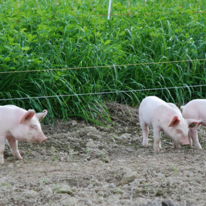 Во Владимирской области обнаружили первый очаг африканской чумы свиней