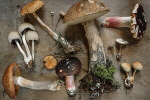  Гайд «День во Владимире». Как распознать ядовитые грибы и как не отравиться съедобными