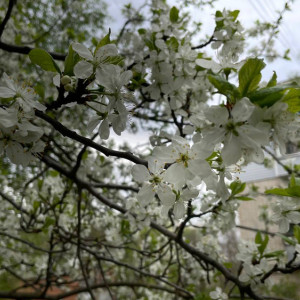 Прогноз погоды во Владимирской области на 14 мая