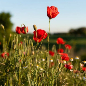 Мокий и Марк: что можно и нельзя делать 16 июля

