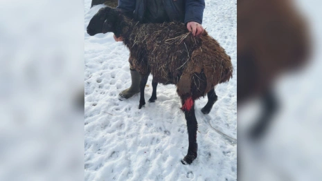 Фермера из Мурома наказали за халатное отношение к овцам