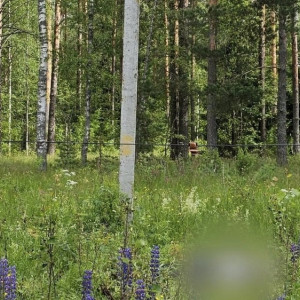 В лесу под Ковровом 12-летний ребенок погиб от удара током