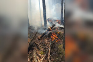 В деревне под Вязниками загорелся лес из-за попавшей в дерево молнии
