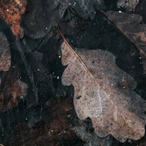 Во Владимире в овраге нашли труп мужчины