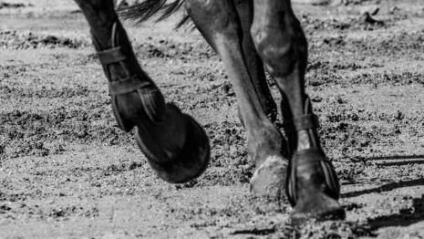 Жительницу Суздаля будут судить за падение туристов с лошади