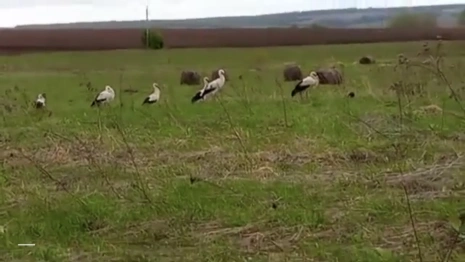 Во Владимирской области заметили группу краснокнижных белых аистов